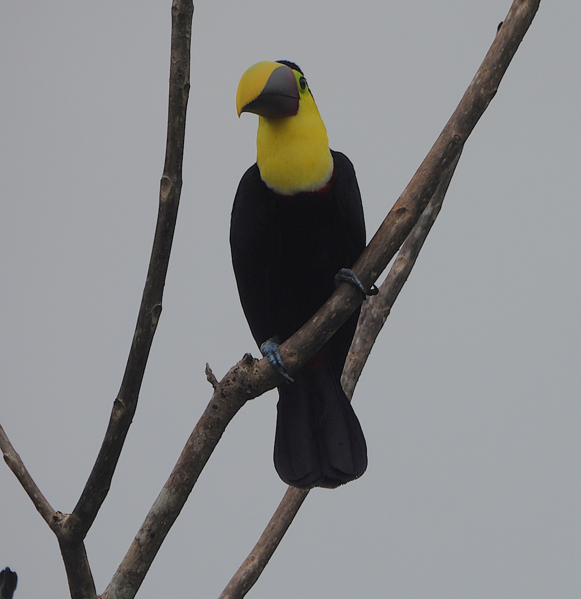 Yellow-throated Toucan - ML639897104