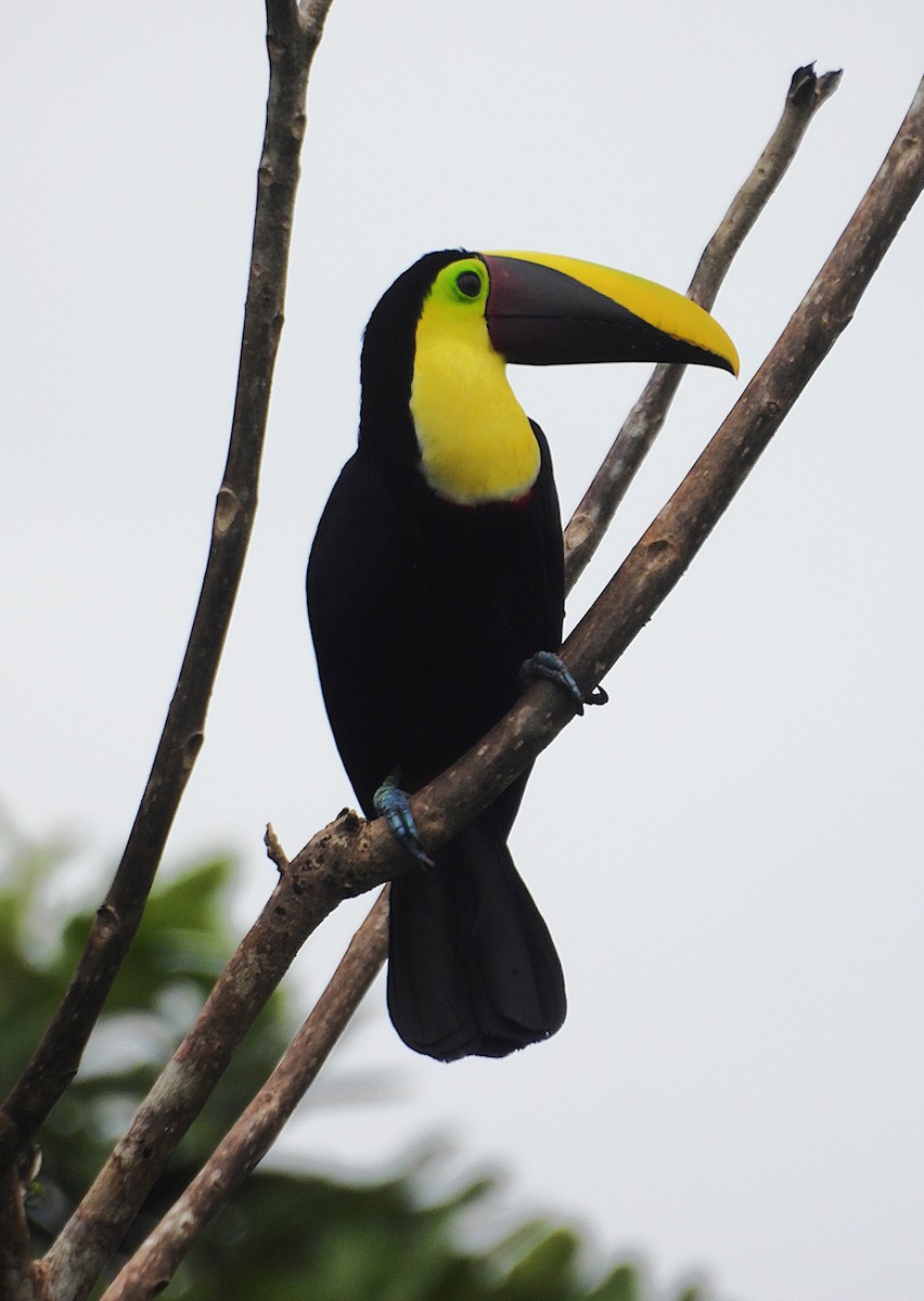 Yellow-throated Toucan - ML639897110
