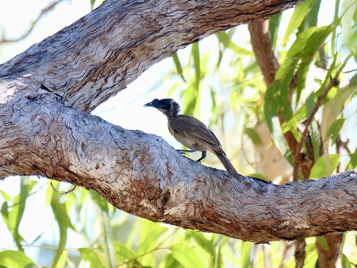 Silver-crowned Friarbird - ML639897138