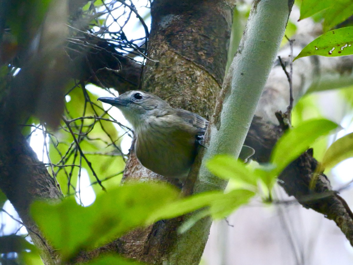 Arafura Shrikethrush - ML639897142