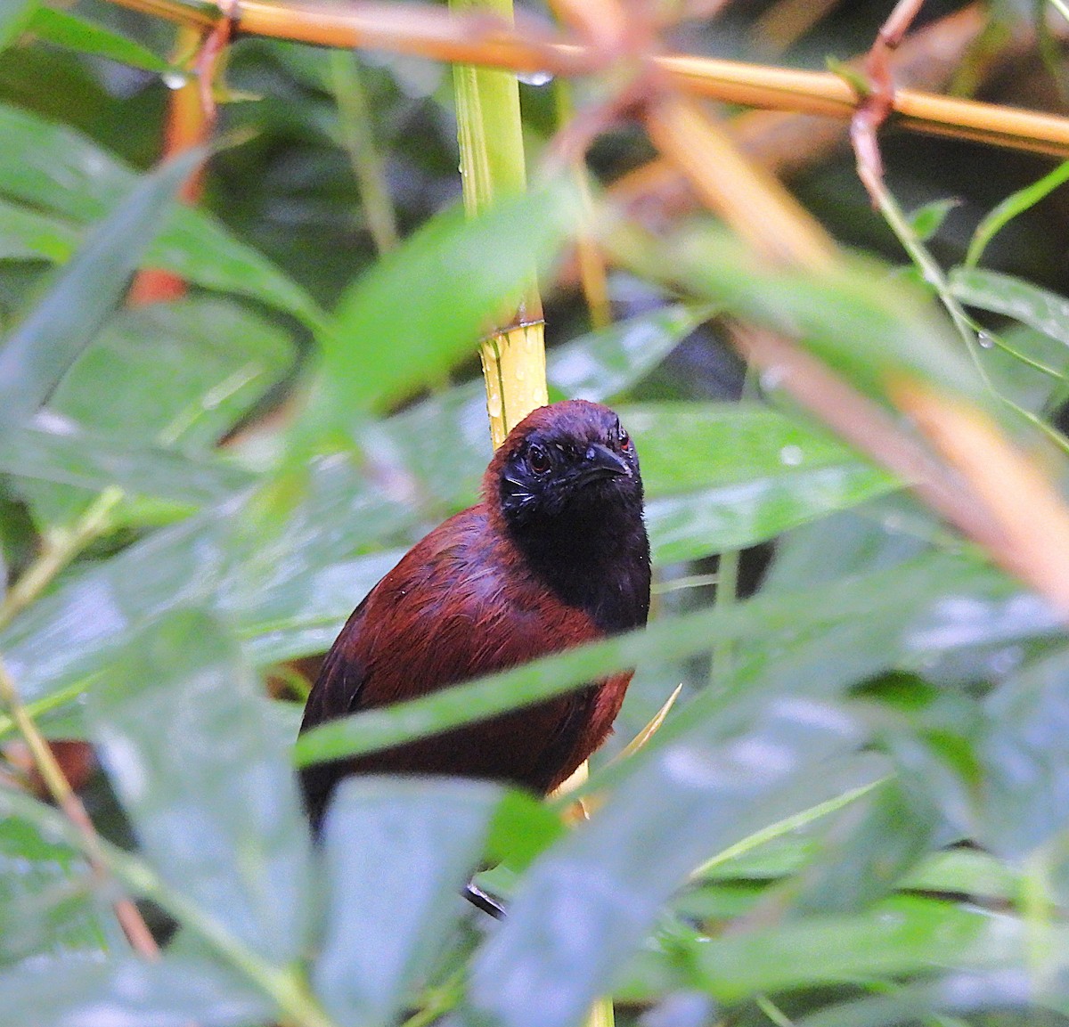 Black-throated Wren - ML639897150
