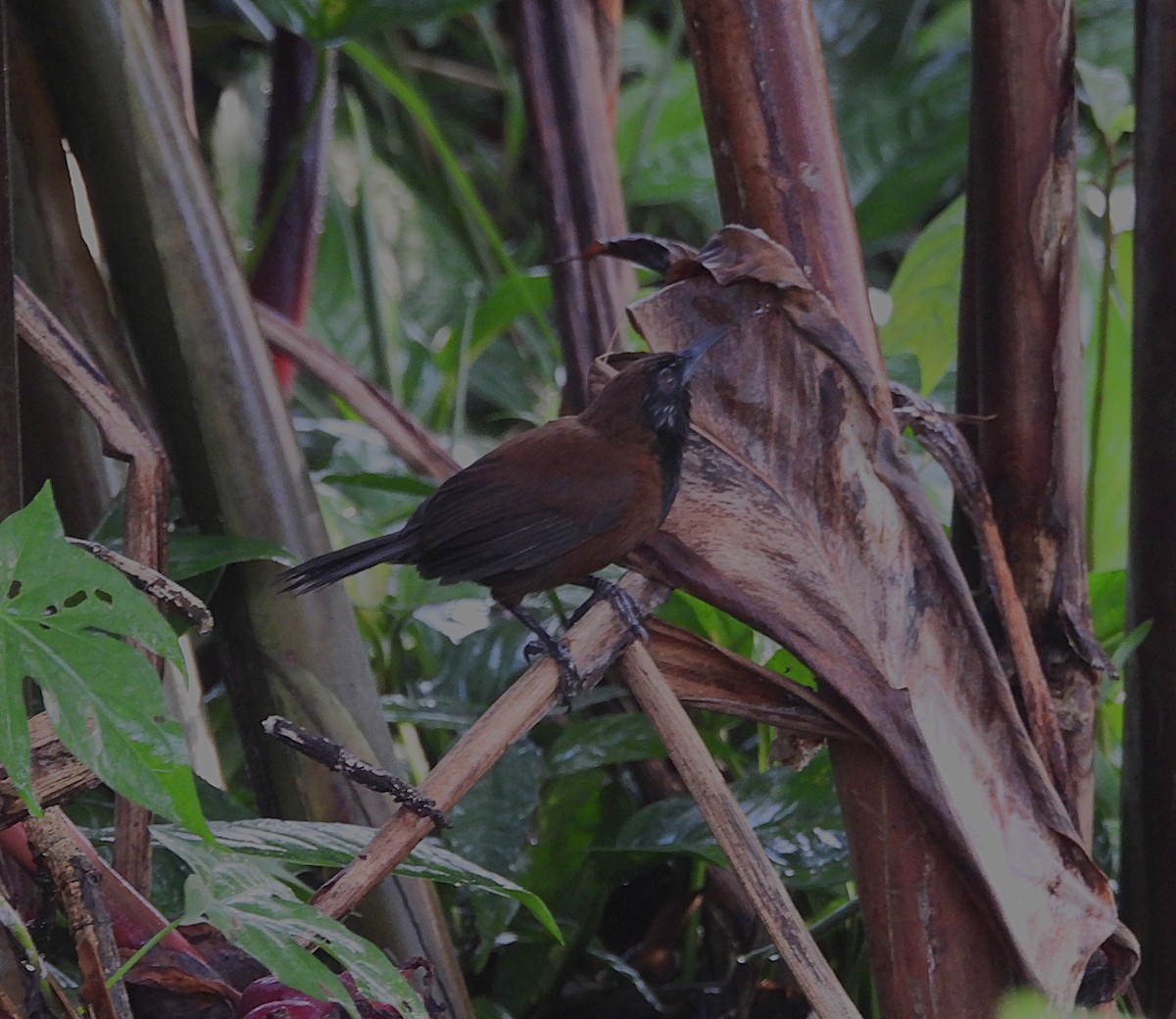 Black-throated Wren - ML639897156