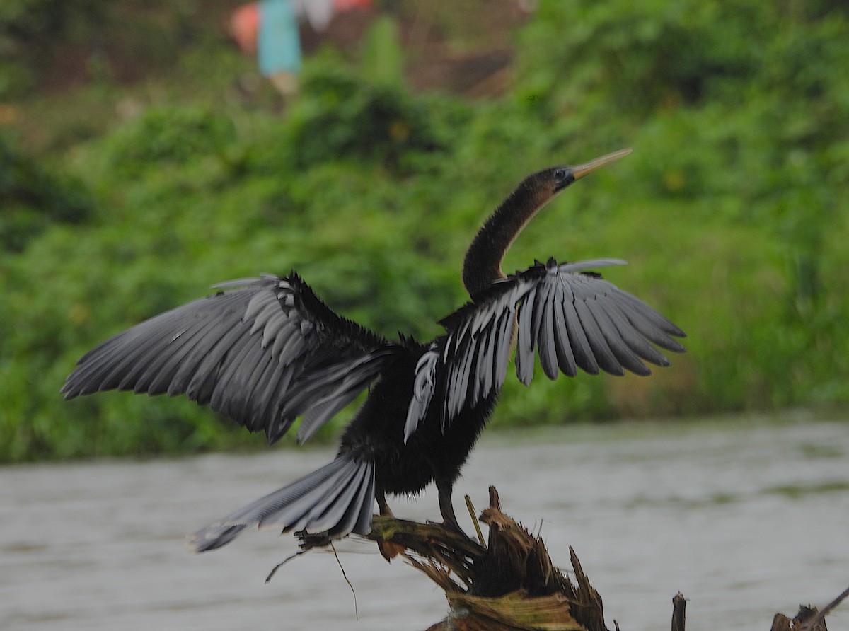 Anhinga - ML639897167