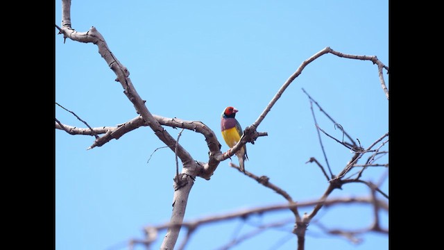Gouldian Finch - ML639897216