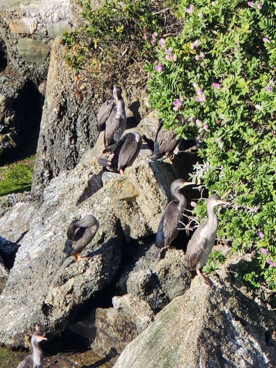 Spotted Shag - ML639897222