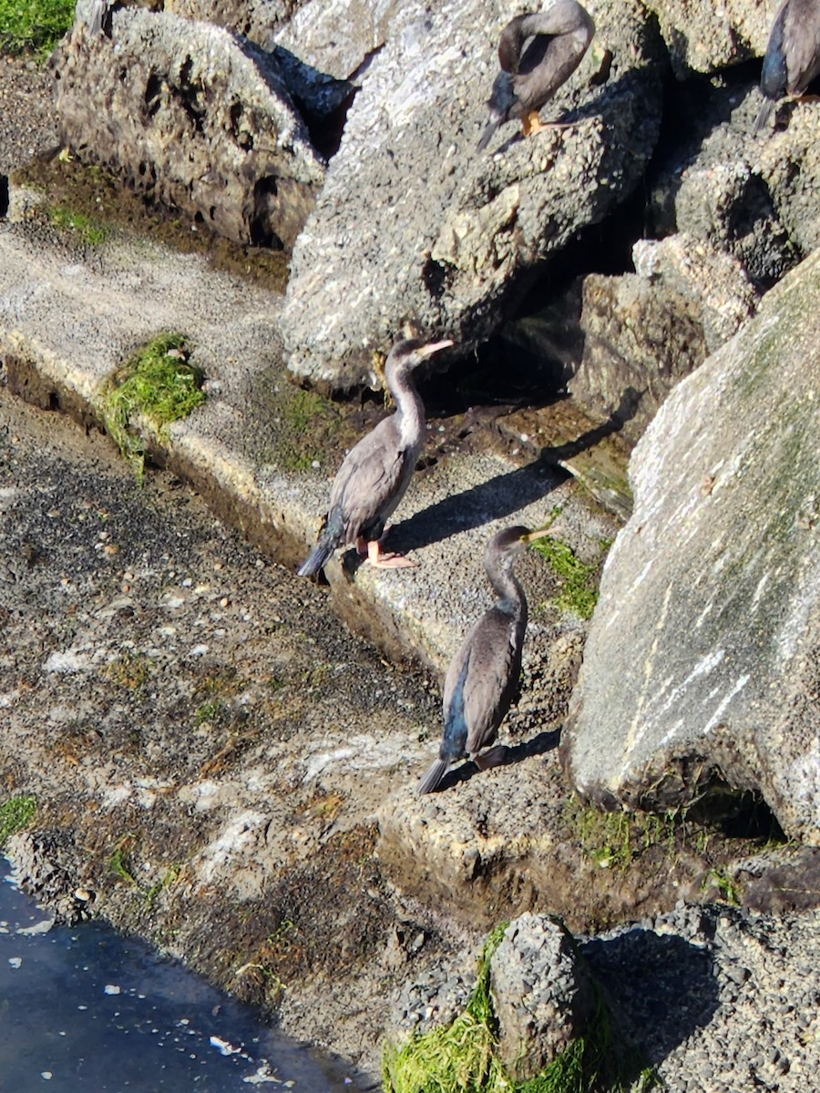 Spotted Shag - ML639897223