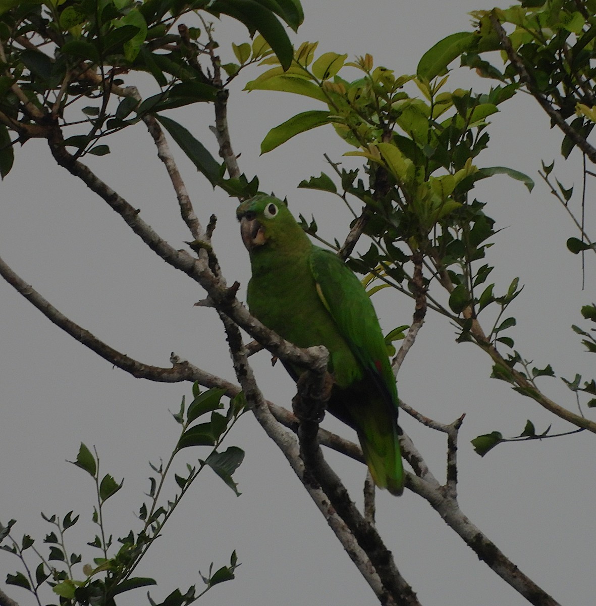 Mealy Amazon - ML639897248