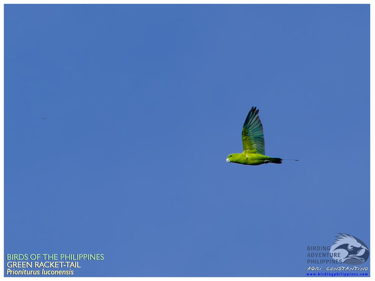 Green Racquet-tail - ML639897249