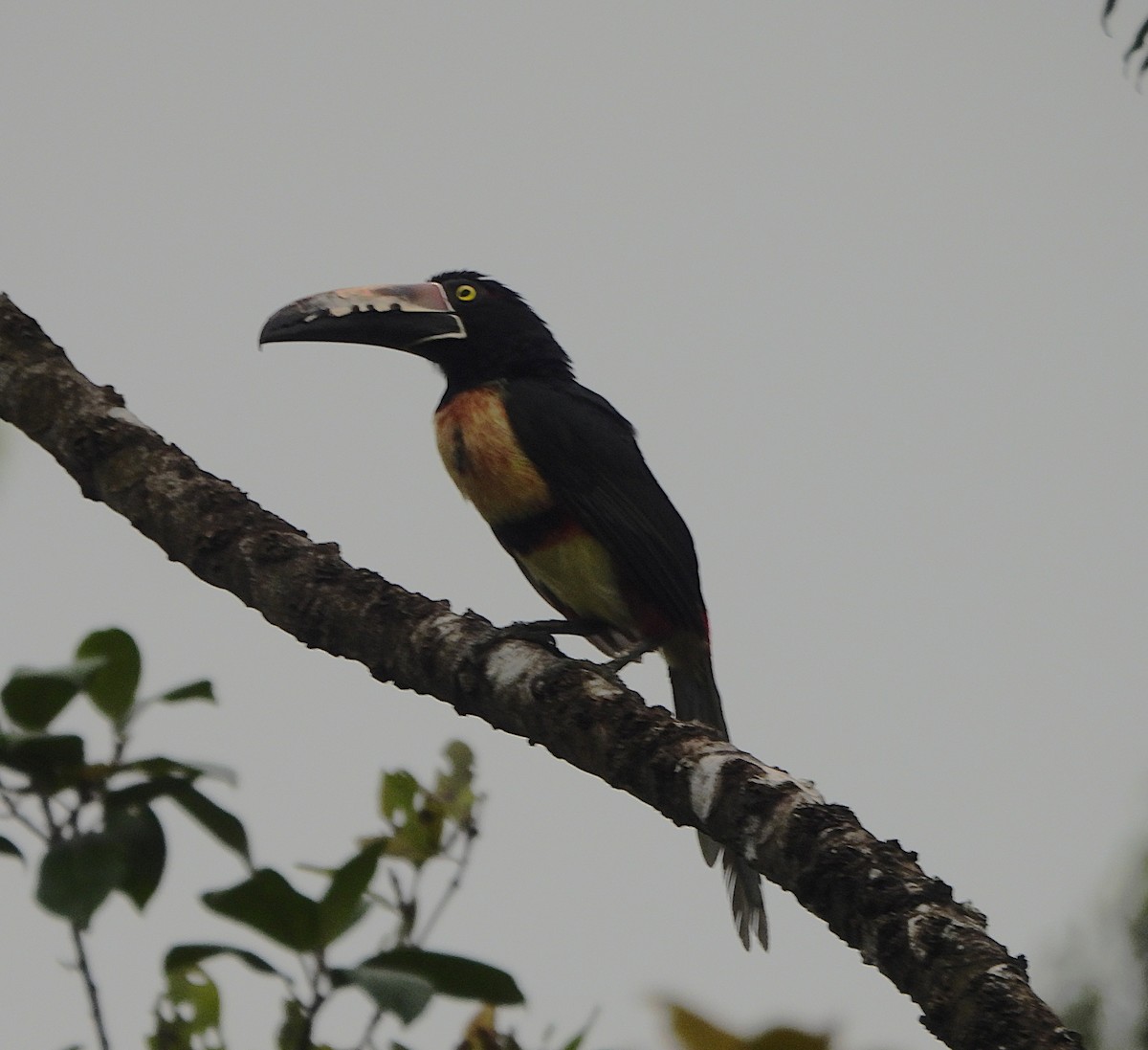 Collared Aracari - ML639897259