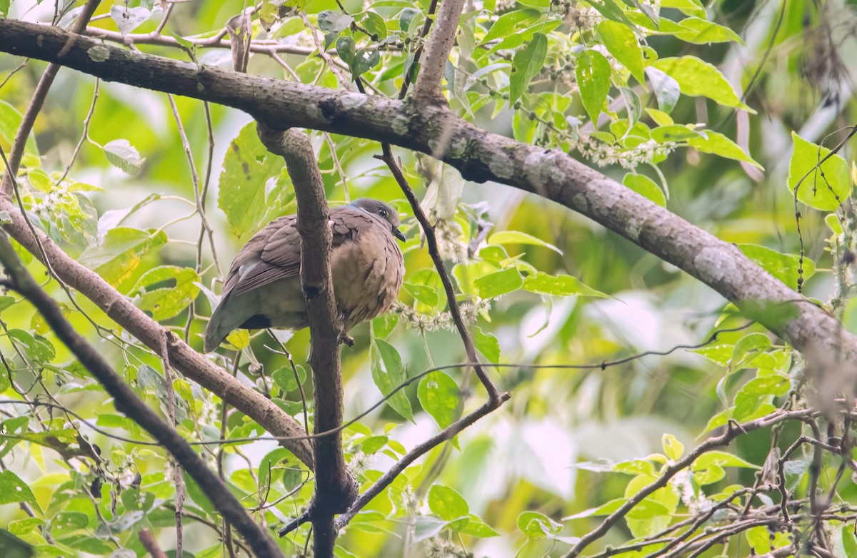 White-eared Brown-Dove - ML639897262