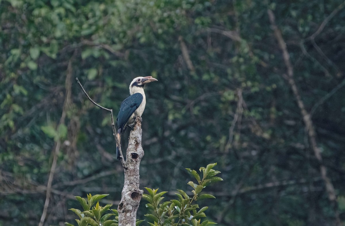 Mindanao Hornbill - ML639897265