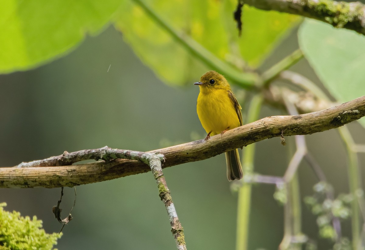 Citrine Canary-Flycatcher - ML639897271