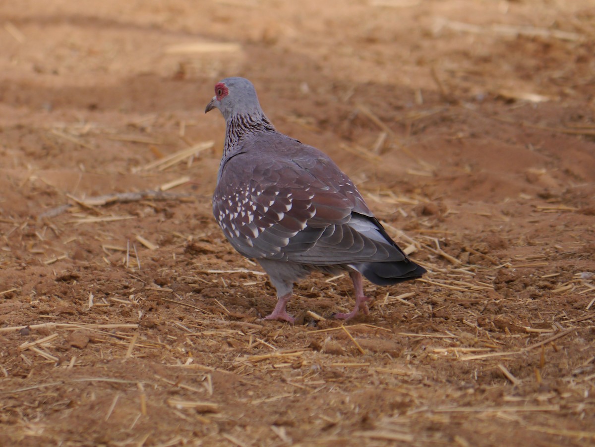 Speckled Pigeon - ML639897272