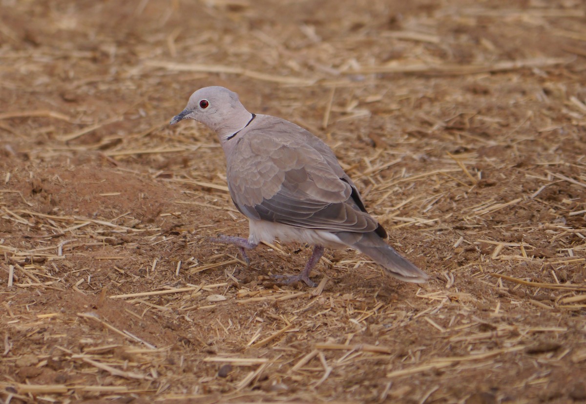 African Collared-Dove - ML639897274