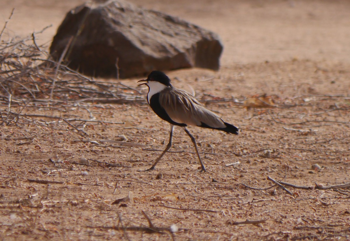 Spur-winged Lapwing - ML639897278