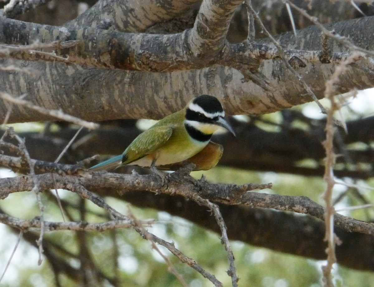 White-throated Bee-eater - ML639897282