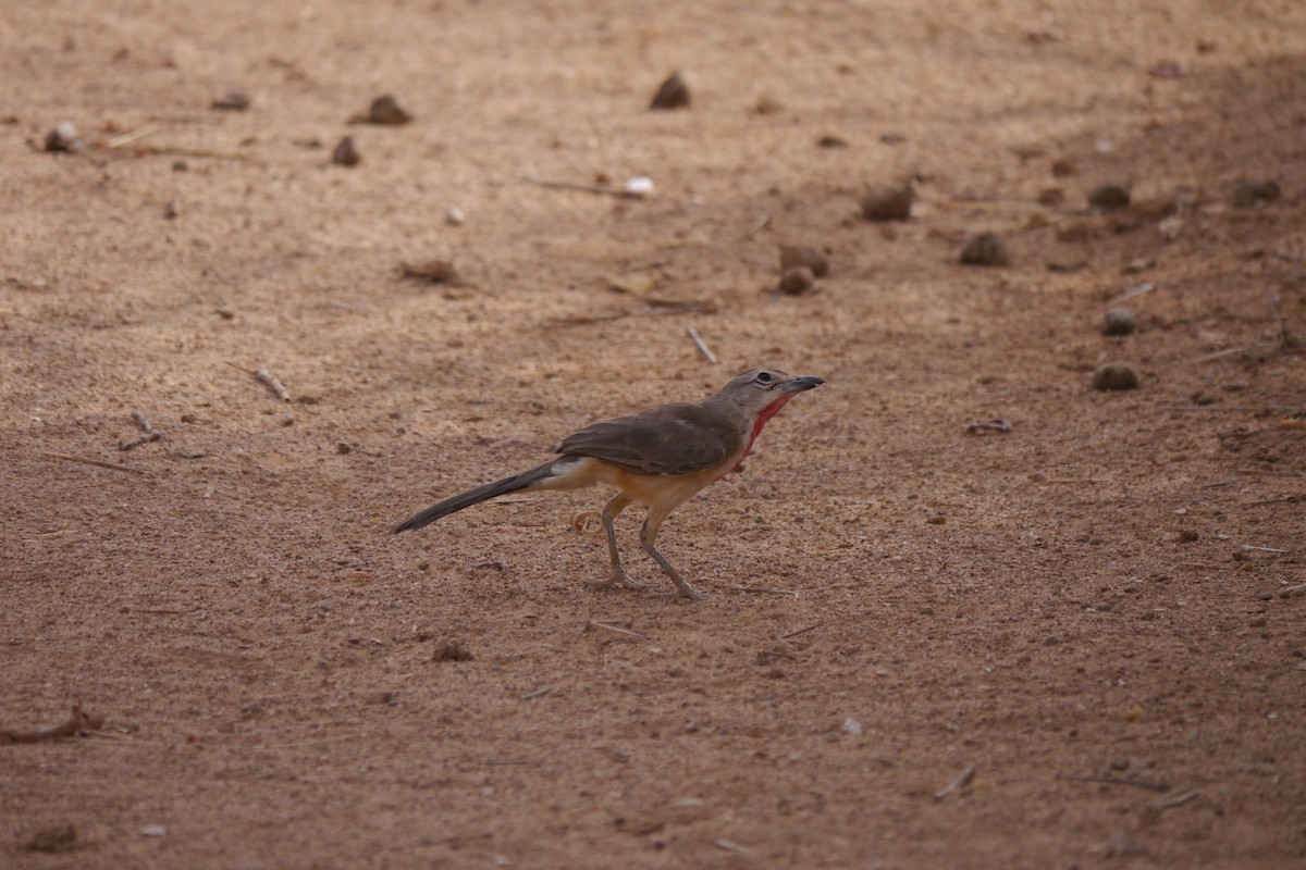 Rosy-patched Bushshrike - ML639897286
