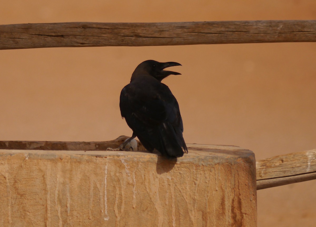 House Crow - ML639897290