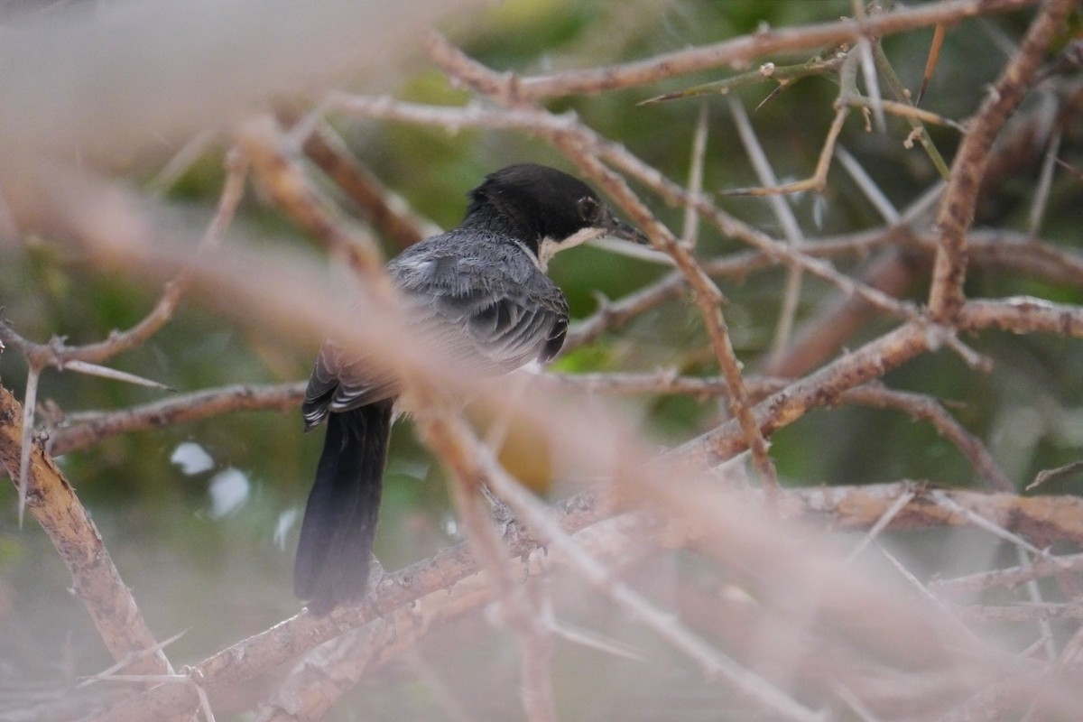Arabian Warbler - ML639897294