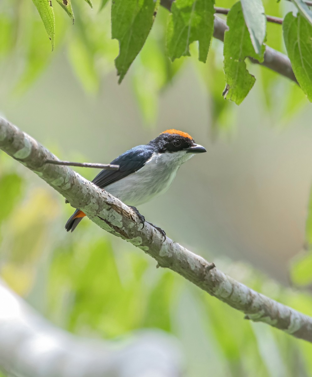 Flame-crowned Flowerpecker - ML639897296