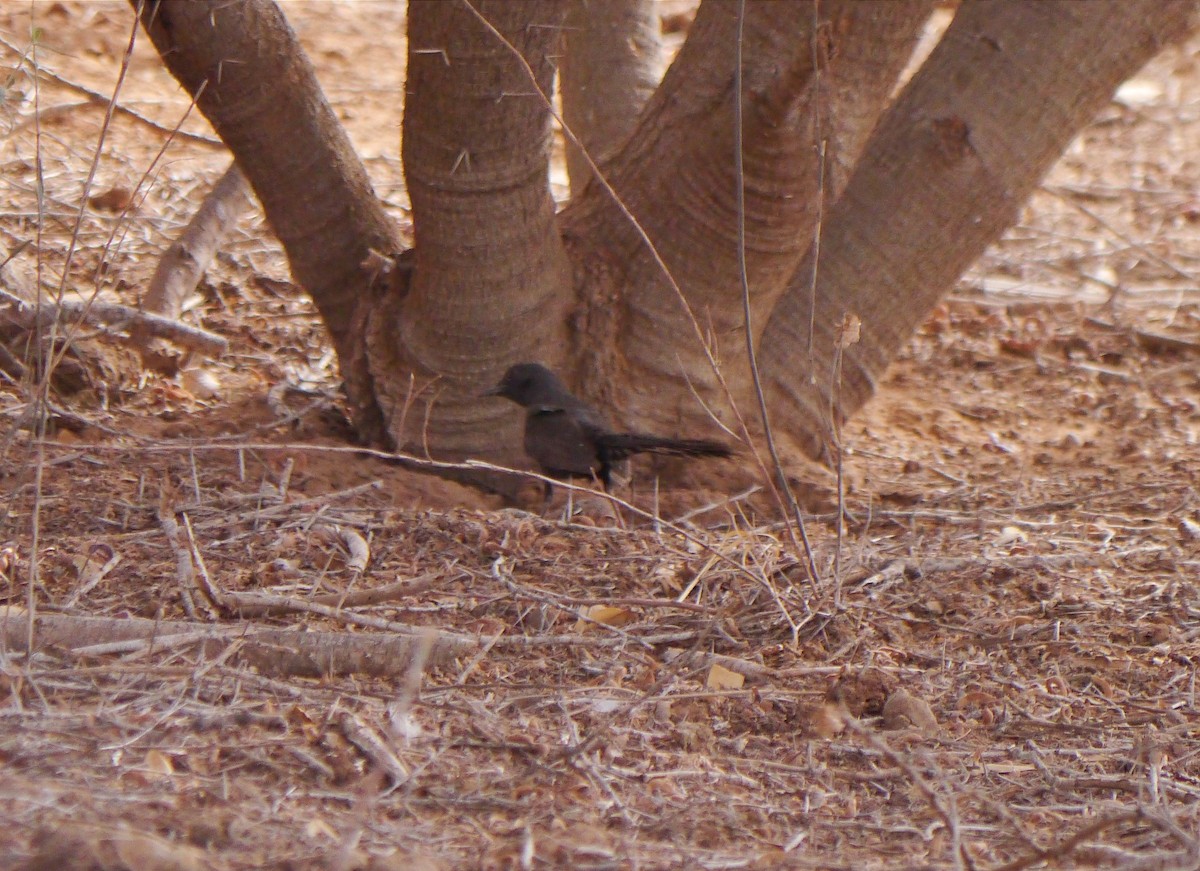 Black Scrub-Robin - ML639897297