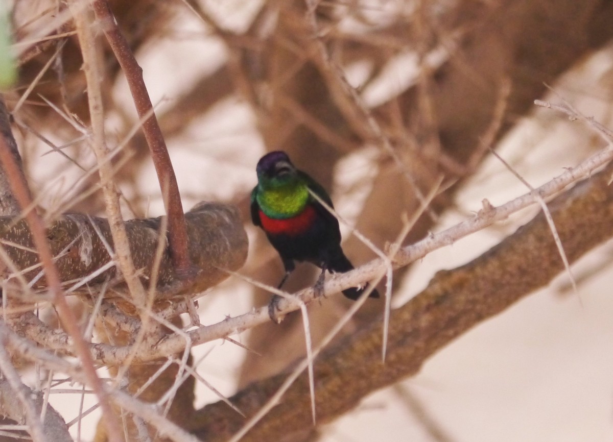 Abyssinian Sunbird - ML639897302