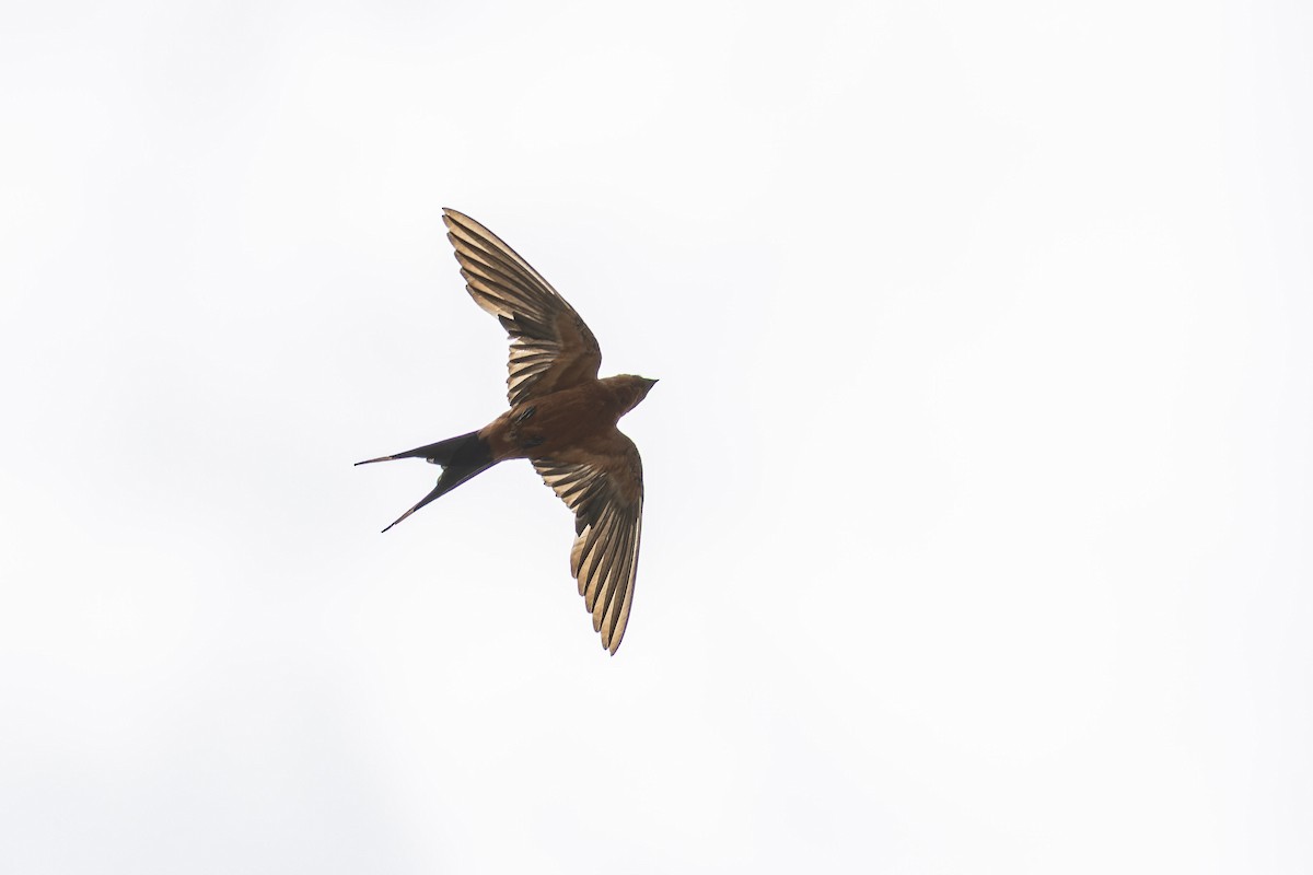 Rufous-bellied Swallow - ML639897327