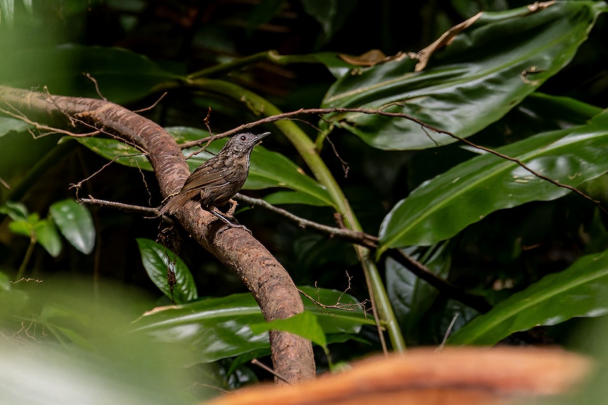 Streaked Wren-Babbler - ML639897334