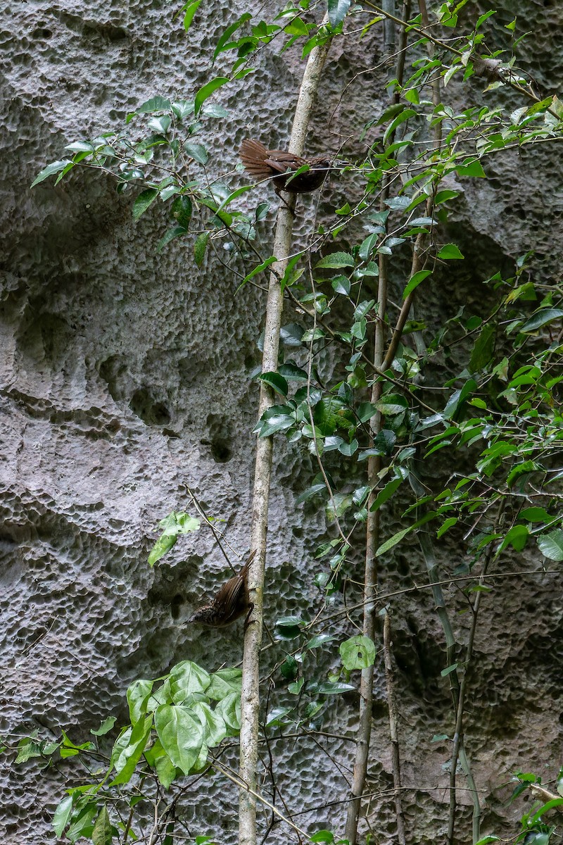 Streaked Wren-Babbler - ML639897335