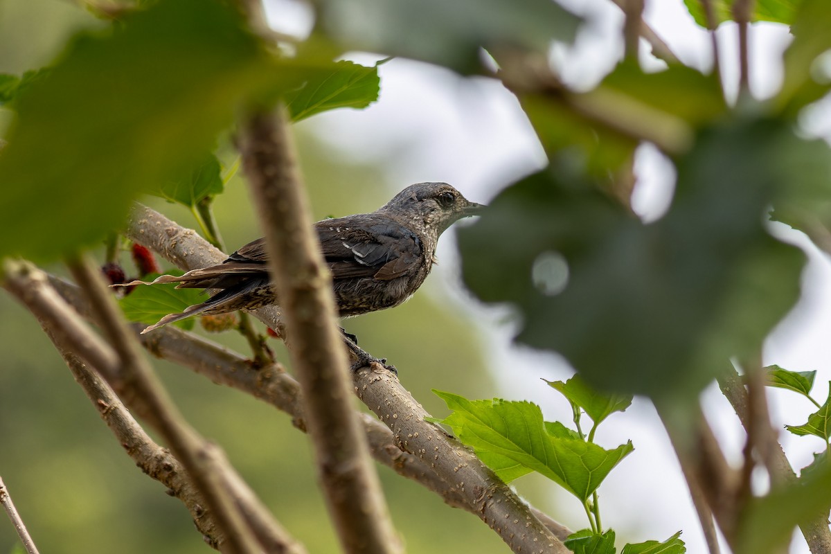 Blue Rock-Thrush (madoci) - ML639897337