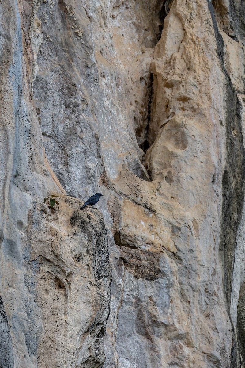 Blue Rock-Thrush (madoci) - ML639897338