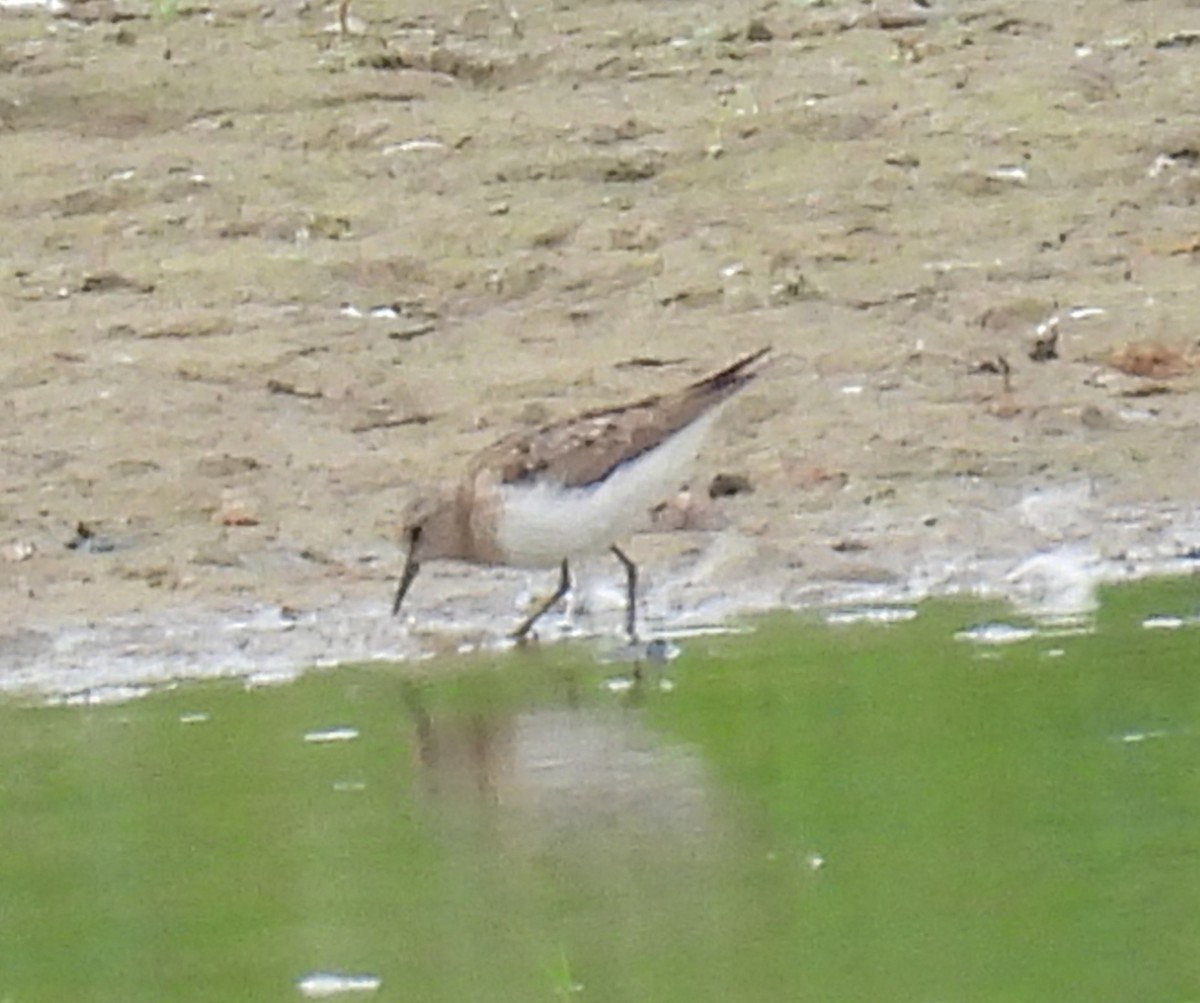 Temminck's Stint - ML639897339