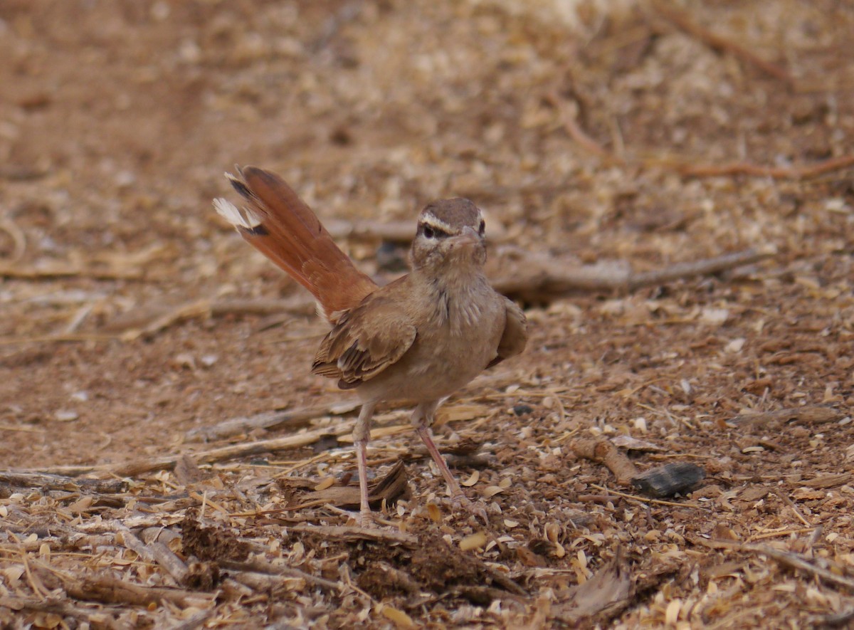 Rufous-tailed Scrub-Robin - ML639897364