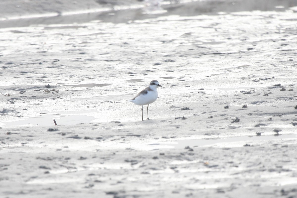 Greater Sand-Plover - ML639897384