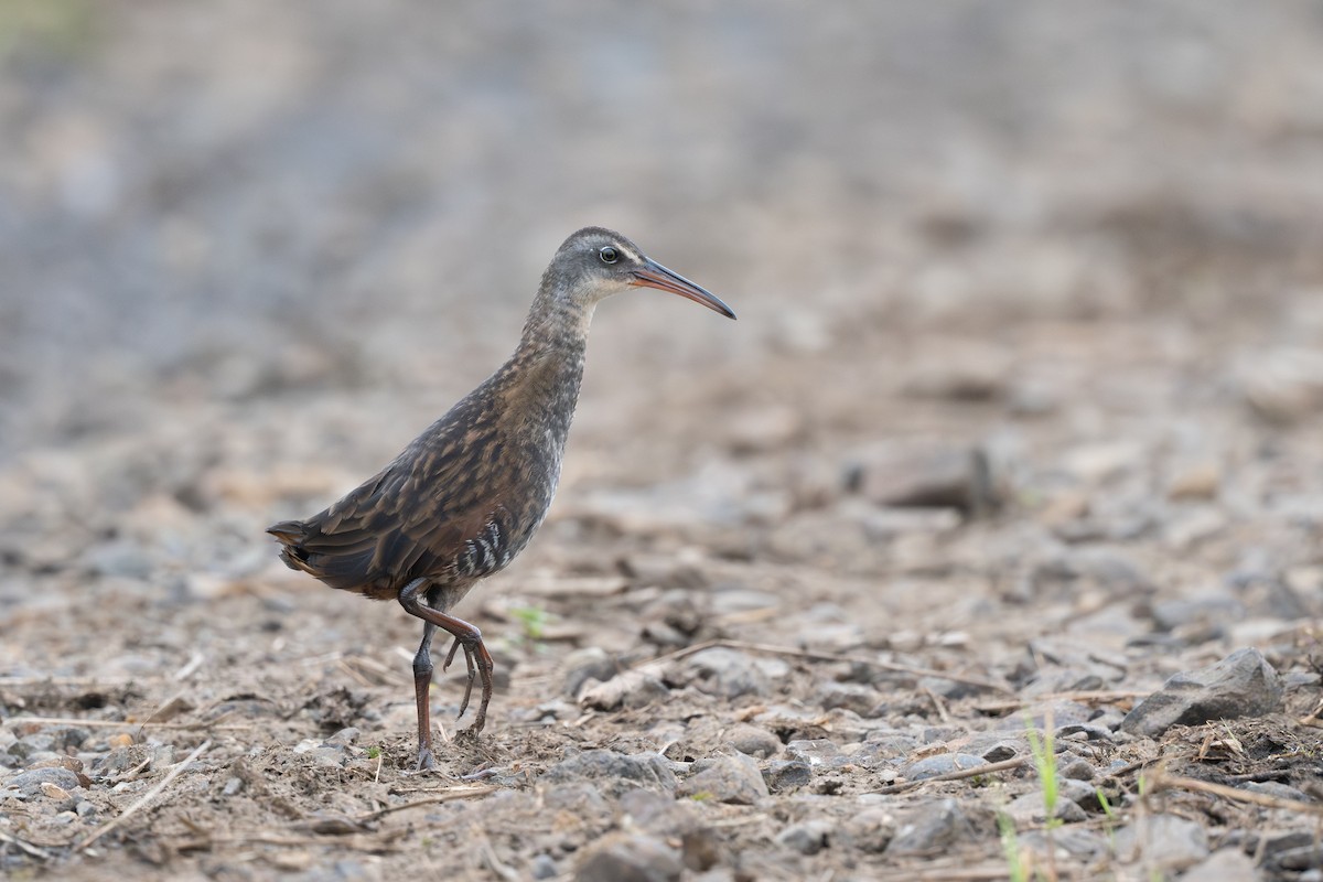 Virginia Rail - ML639897501