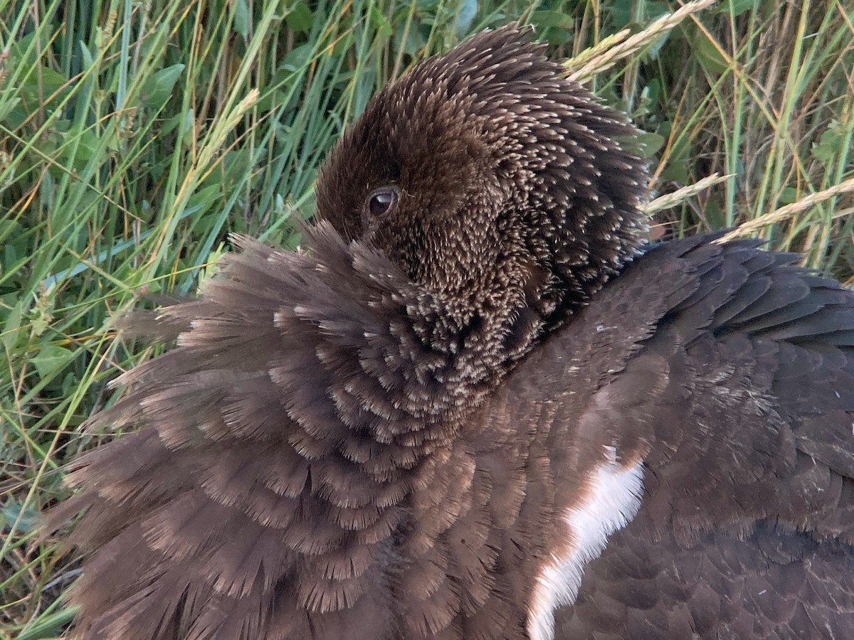 Black Stork - ML639897536