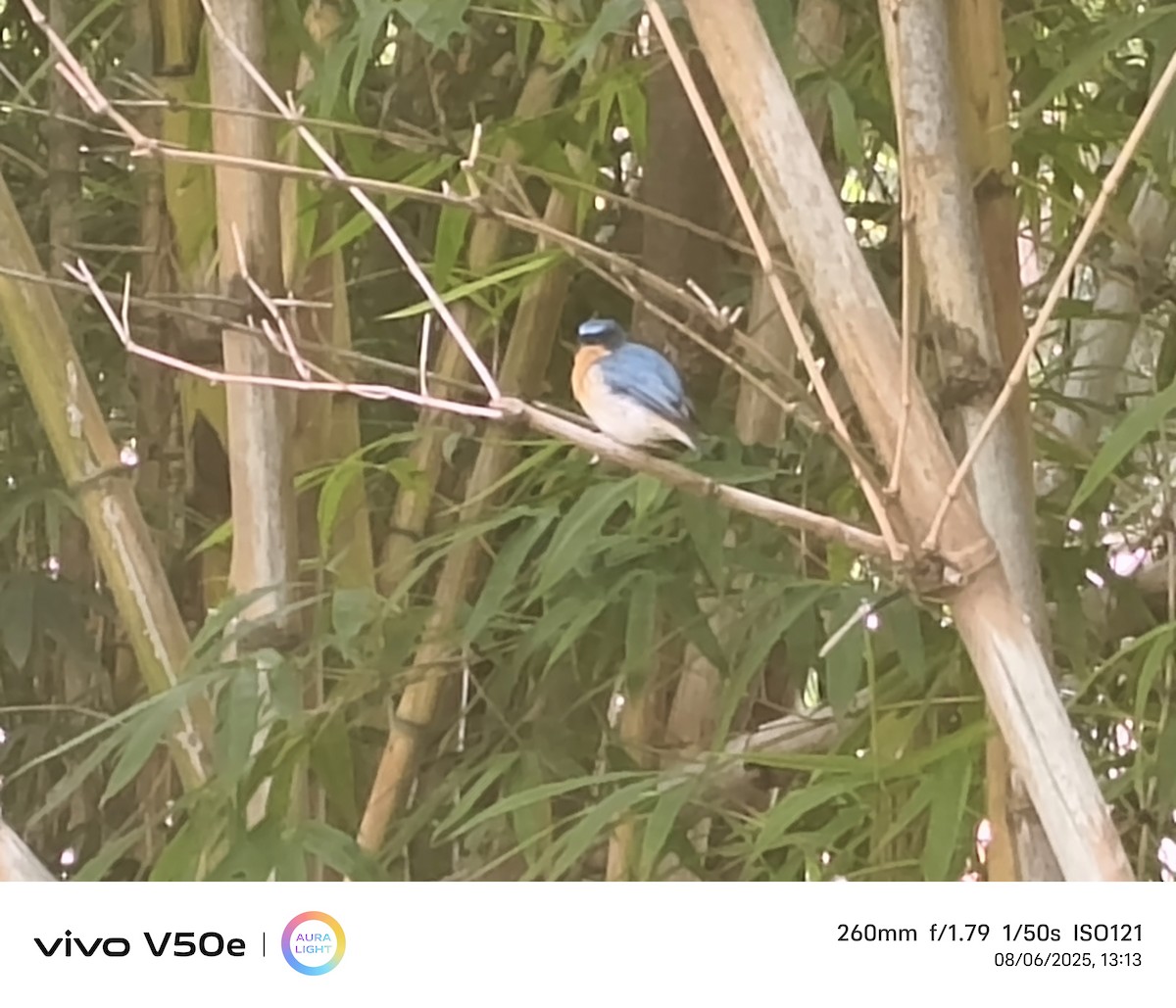 Tickell's Blue Flycatcher - ML639897620