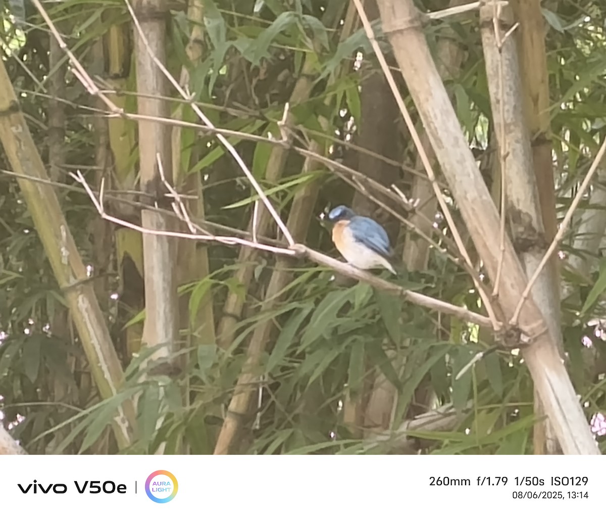 Tickell's Blue Flycatcher - ML639897636
