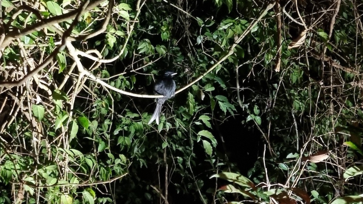 Crested Drongo - ML639897658