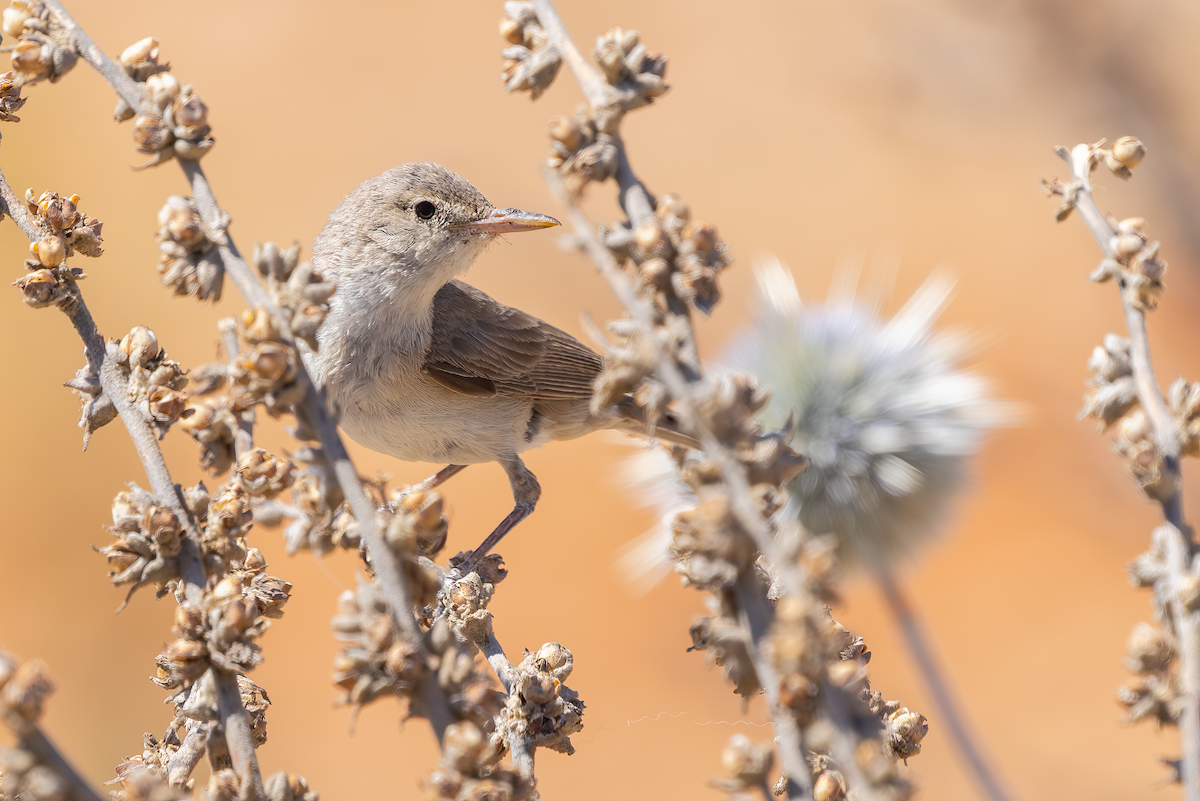 Upcher's Warbler - ML639897661