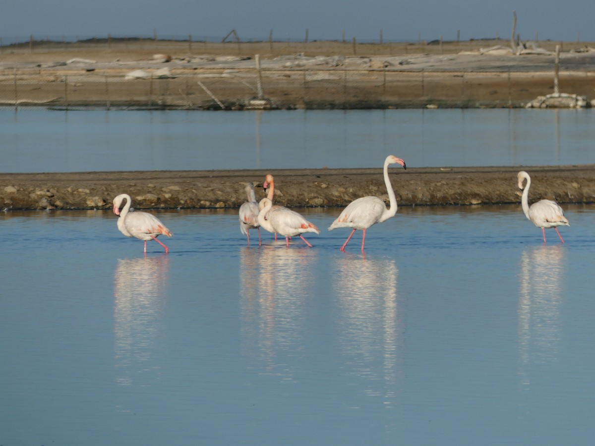 Greater Flamingo - ML639897675