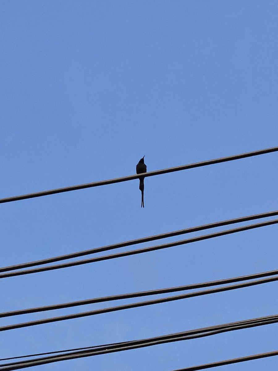 Bronze Sunbird - ML639897679