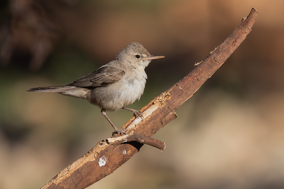 Upcher's Warbler - ML639897705