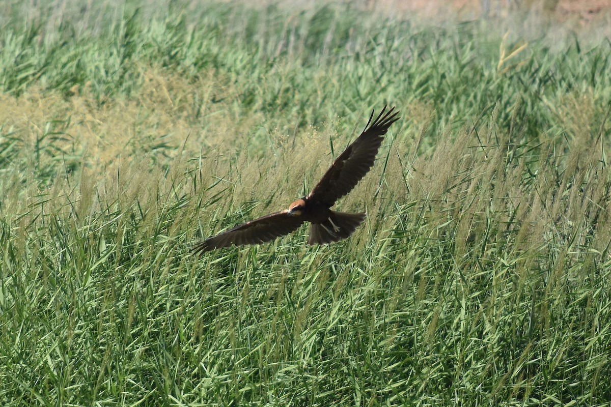 Western Marsh Harrier - ML639897765