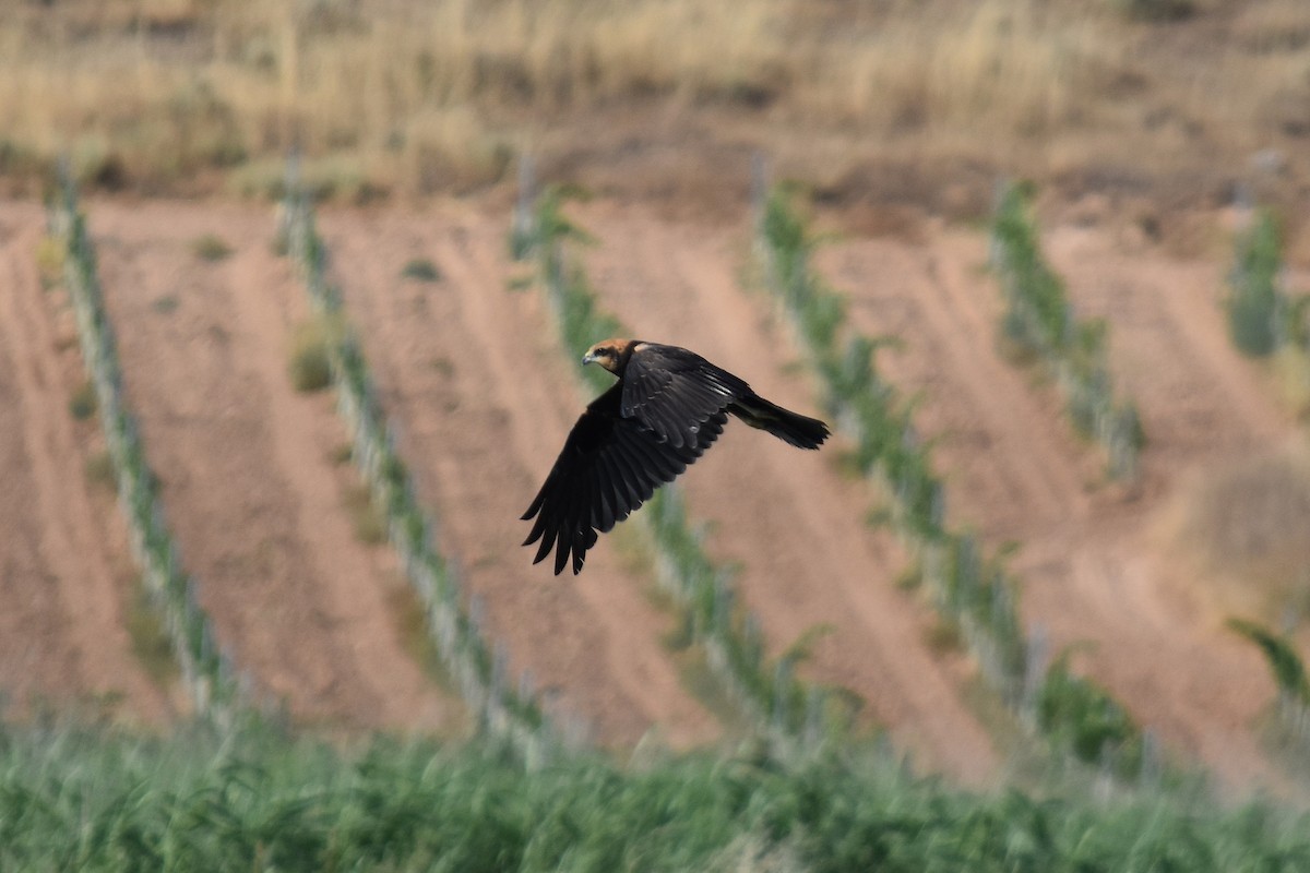 Western Marsh Harrier - ML639897771
