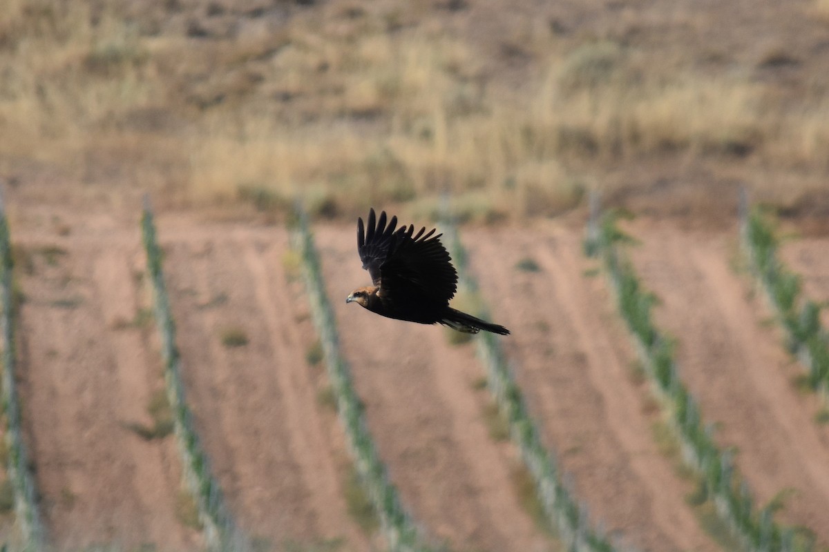 Western Marsh Harrier - ML639897775