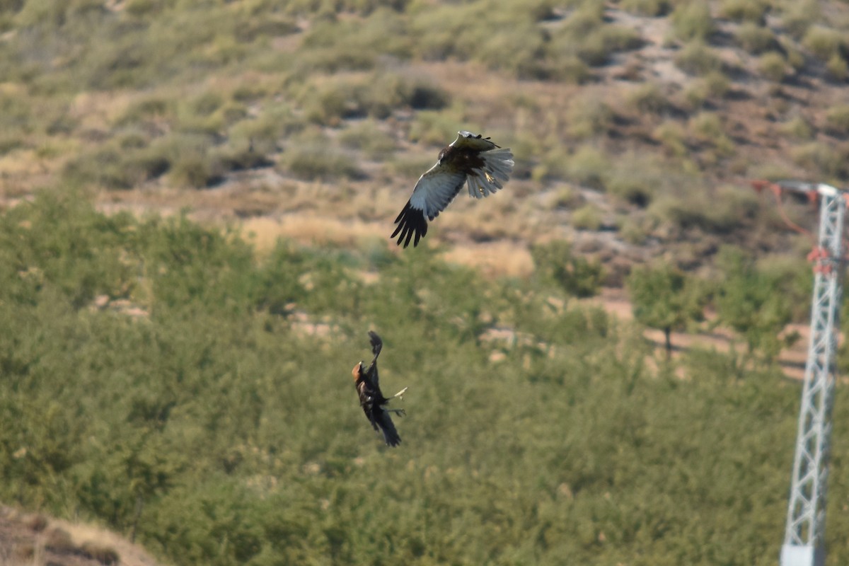 Western Marsh Harrier - ML639897778