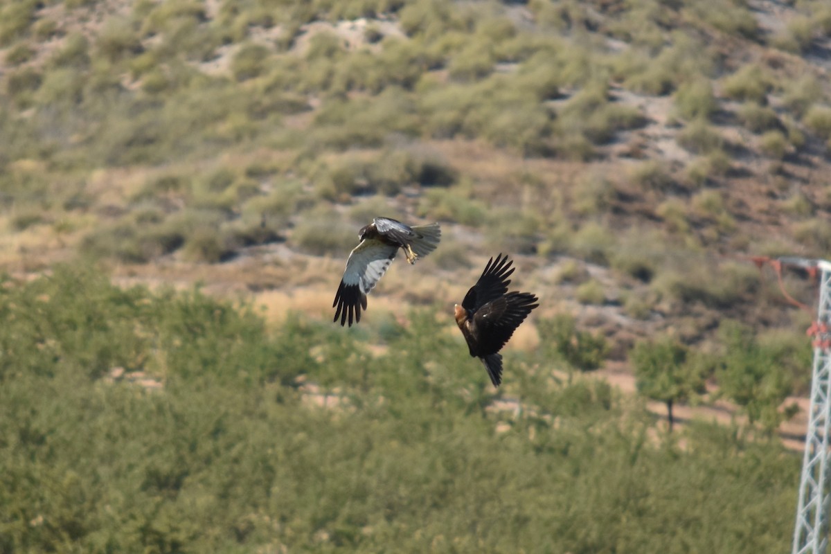 Western Marsh Harrier - ML639897781