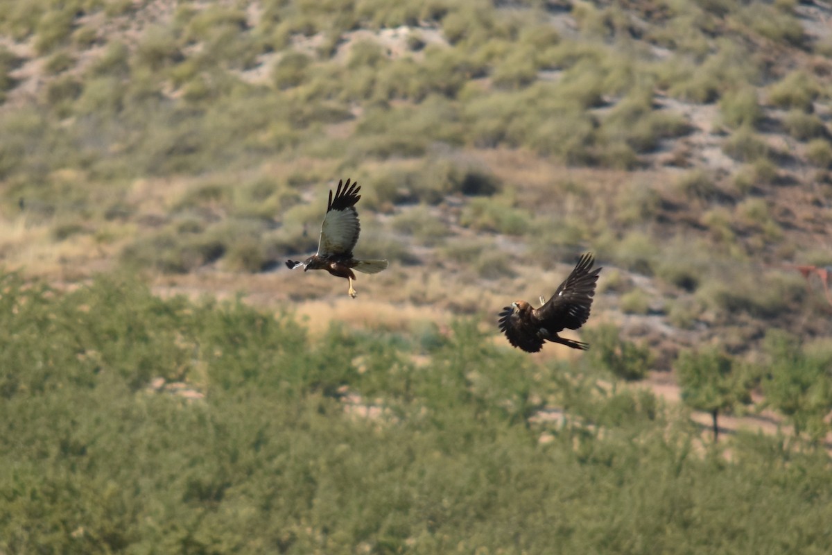 Western Marsh Harrier - ML639897783