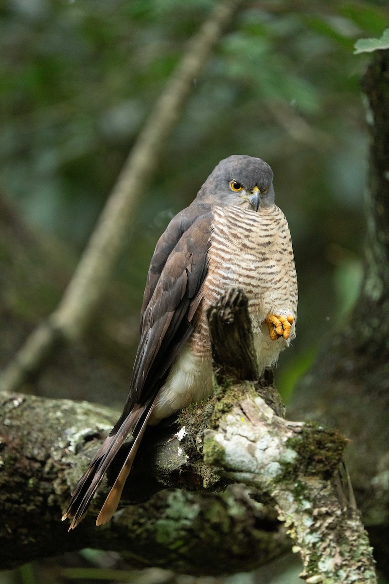 African Goshawk - ML639897787